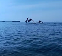 Se déplacer à la pagaie pour se fondre dans la nature !